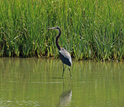 A tricolored heron stalks fish